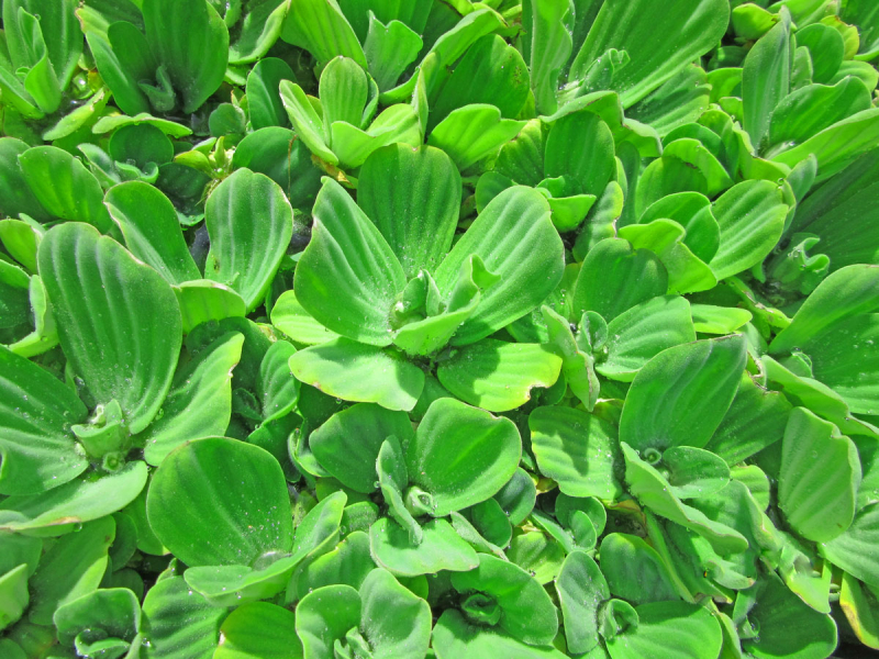 Preview: Muschelblume - Pistia stratiotes